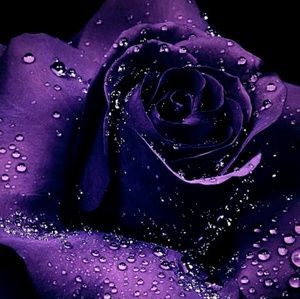 Meet your Posher, Regina